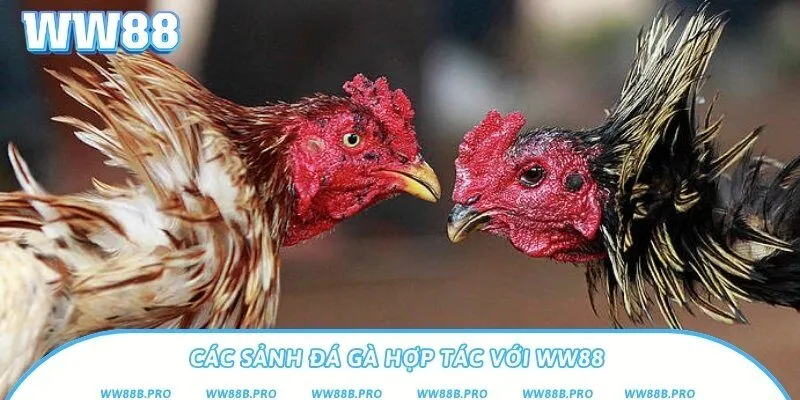 Tìm hiểu các sảnh đá gà uy tín mà nhà cái hợp tác