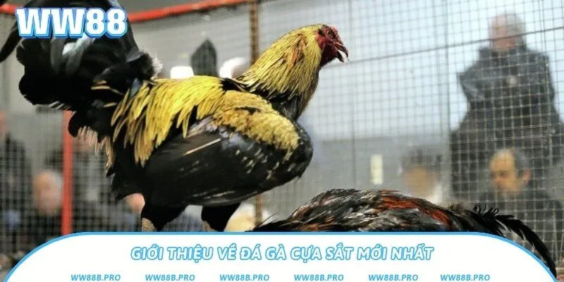 Đá gà cựa sắt có gì đặc biệt