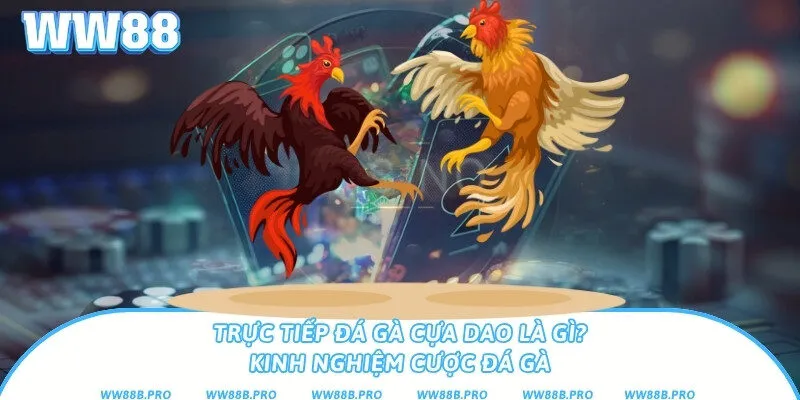 Trực Tiếp Đá Gà Cựa Dao Là Gì? Kinh Nghiệm Cược Đá Gà